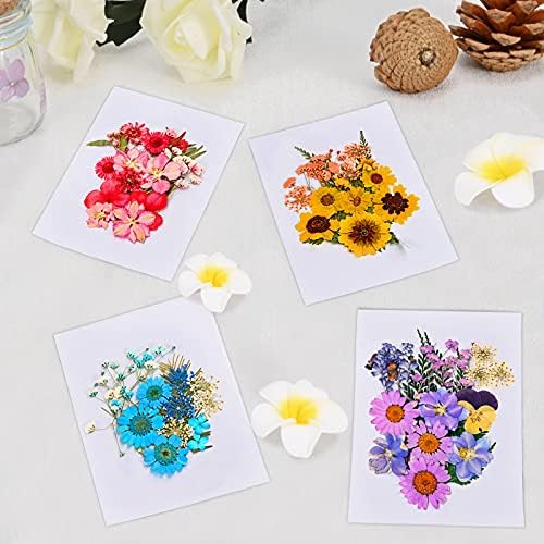 6 Renk Kurutulmuş Preslenmiş Çiçekler Cımbız ile Renkli Bırakır, Reçine Kalıpları için gerçek Kurutulmuş Çiçekler Scrapbooking DIY
