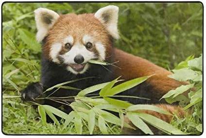 Ethel Ernest Sevimli Kırmızı Panda Kaymaz Paspas Alan Kilim halı paspaslar paspas Kapalı Oturma Odası Yatak Odası için 36x24 inç