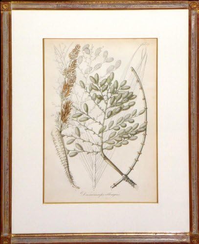 Sekme 139-Daemonorops heteracanthus (Rattan bitkisi)