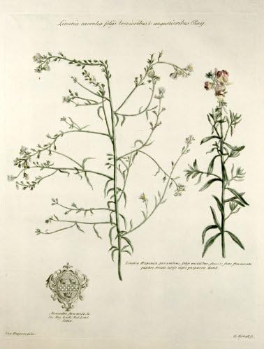 Linaria caerulea folijs brevioribus & angustioribus Raij [Toadflax]; Linaria Hispanica, procumbens, folijs uncialibus glaucis; flore