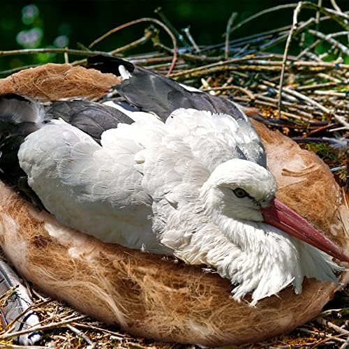 100g / 4.23 Oz Karıştırma Kuş Yuvalama Malzemeleri Muhabbet Kuşu Yuvalama Malzemeleri Kanarya Hindistan Cevizi için Kuş Yuvası Saklanma