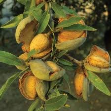 NHR Organik Yağlar Organik Kayısı Yağı (Prunus armeniaca) (1 litre (62,00 £/Litre))