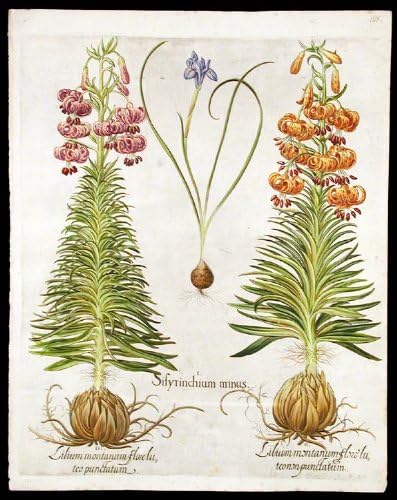 [İspanyol fıstığı] Sisyrinchium eksi; [Sarı türk-kap zambak] Lilium montanum flore luteo punktatum olmayan; [Sarı türk-kap zambak]