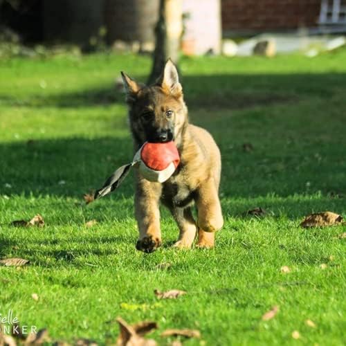 Yavru Köpekler için Dingo Dişli Köpek Oyuncakları, Saplı Deri Toplar, Savaş Römorkörü için Açık Hava Aktivitelerinde Uyarıcı Zenginleştirme