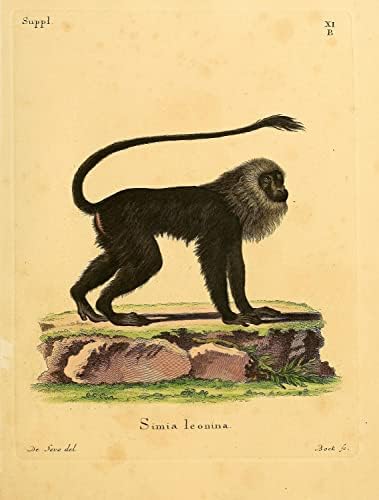 Kahverengi Mantled Demirhindi Primat Maymun Vintage Yaban Hayatı Sınıf Ofis Dekor Zooloji Antik Illüstrasyon Güzel Sanatlar Baskı Poster-11x14