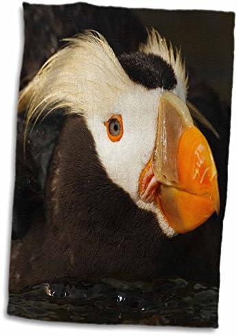 3dRose Tepeli Kabarık Kuş, Akvaryum, Newport, Oregon, ABD-US38 RBR0512 -. - Havlular (twl-146075-1)
