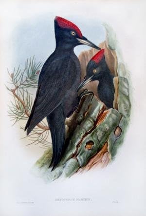 Dryocopus Martius (Büyük Siyah Ağaçkakan)