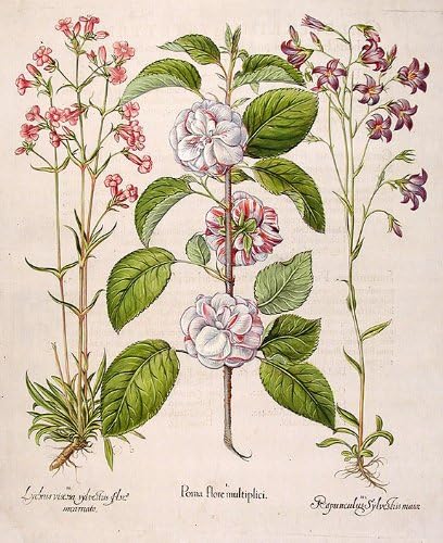 [Çift çiçekli elma] Poma flore multiplici; [Alman sineği] Lychris viscosa sylvestris flore incarnato; [Yayılan çan çiçeği] Rapunculus